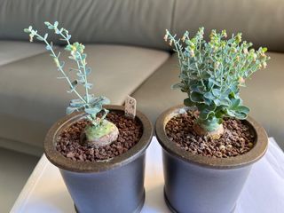 （分類：）位於 。 由 frankiefhc 提交（商品編號 1315657831，圖片 1）。簡介： 。