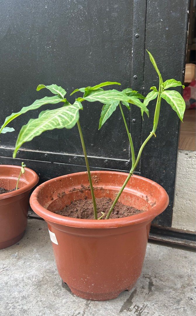 Syngonium (Category: Plants & Seeds) located in Mandaluyong City. Submitted by stuff_coollection (Listing ID 1313655165, Image 2). Description: Arrowhead plant Black pot - 100php Brown pot - 300php Benefit: Arrowhead plant bring positive energy at home 🌱.