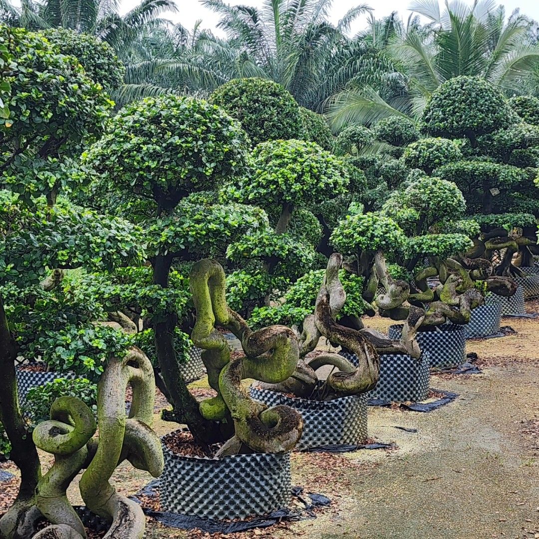 Bonsai Tree for sale, Furniture & Home Living, Gardening, Plants & Seeds on  Carousell