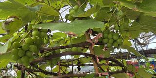 (Category: ) located in . Submitted by urban.cultivar (Listing ID 1315592590, Image 1). Description: .