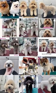 Dog Grooming 🐩 Collection item 3