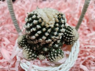 (Category: ) located in . Submitted by succulentgarden18 (Listing ID 1315761795, Image 1). Description: .