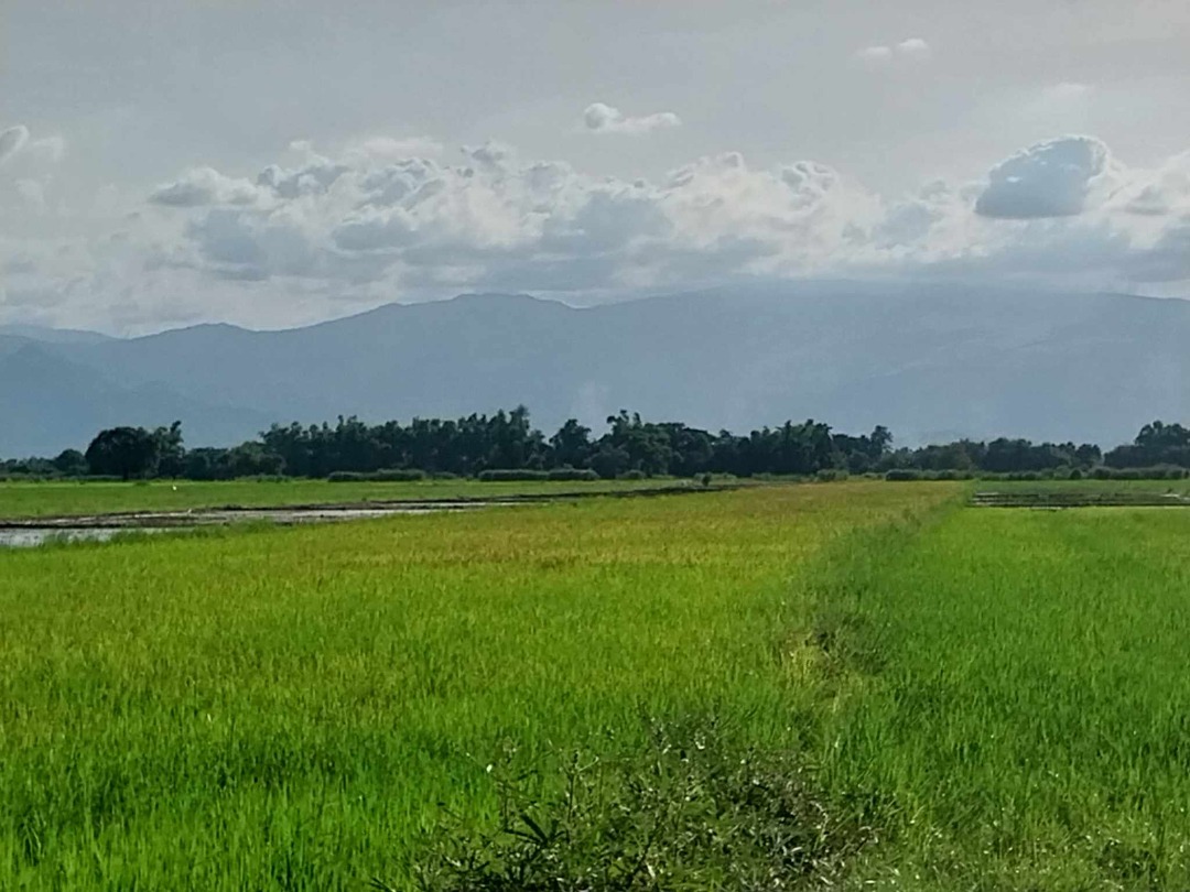 FOR SALE 2 HECTARES AGRICULTURAL LAND BEST FOR FARMING AT STA IGNACIA