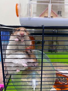 (Category: ) located in . Submitted by johnkwk (Listing ID 1299314488, Image 1). Description: .