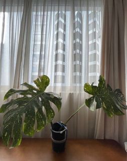 (Category: ) located in . Submitted by livelifecolourfully (Listing ID 1315760724, Image 1). Description: .