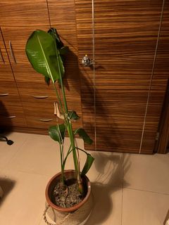 （分類：）位於 。 由 johansassi 提交（商品編號 1315864836，圖片 1）。簡介： 。