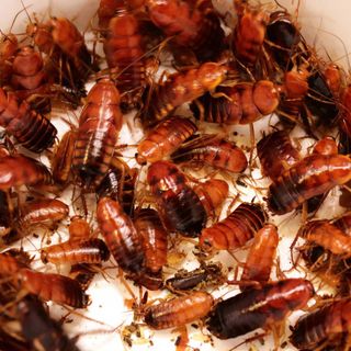 (Category: ) located in . Submitted by epiphytophile (Listing ID 1315799055, Image 1). Description: .