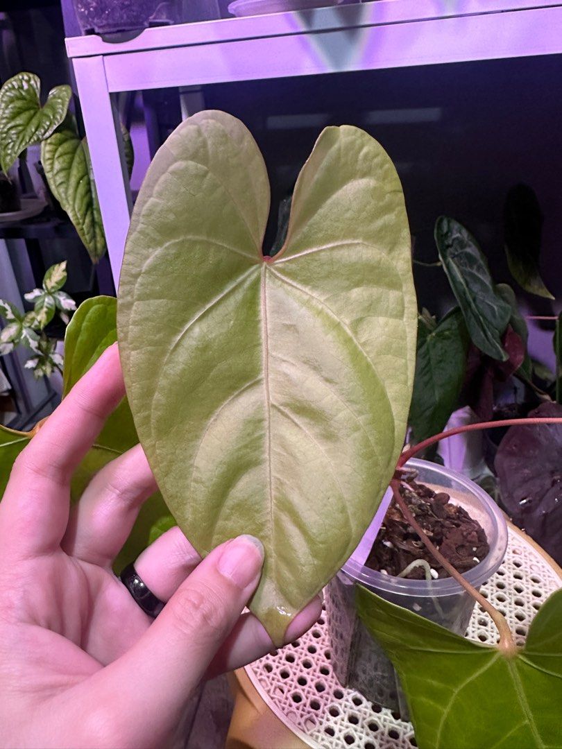 Anthurium Magnificum x nigrolaminum Gigi, Furniture & Home Living,  Gardening, Plants & Seeds on Carousell