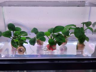 (Category: ) located in . Submitted by boberbettas (Listing ID 1316066215, Image 1). Description: .