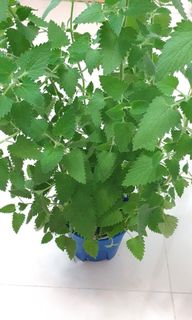 (Category: ) located in . Submitted by urban.cultivar (Listing ID 1315992937, Image 1). Description: .