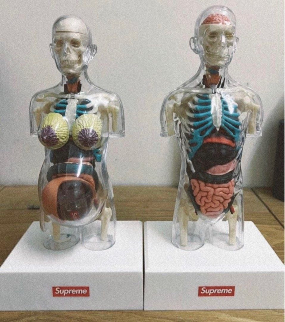 Supreme human anatomy model male and female, 興趣及遊戲