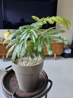 (Category: ) located in . Submitted by anextee (Listing ID 1316173879, Image 1). Description: .