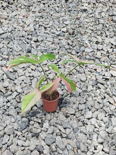 (Category: ) located in . Submitted by botak_garden (Listing ID 1316339293, Image 1). Description: .