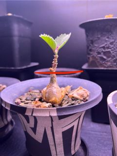 （分類：）位於 。 由 pang1028 提交（商品編號 1316285973，圖片 1）。簡介： 。