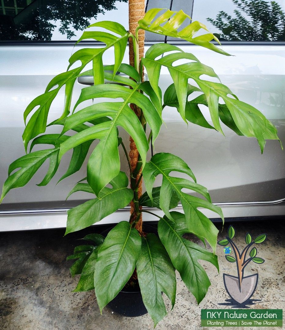 smart plant ivy NextGen Ivy Smart Planter – NextGenGardening main image 0