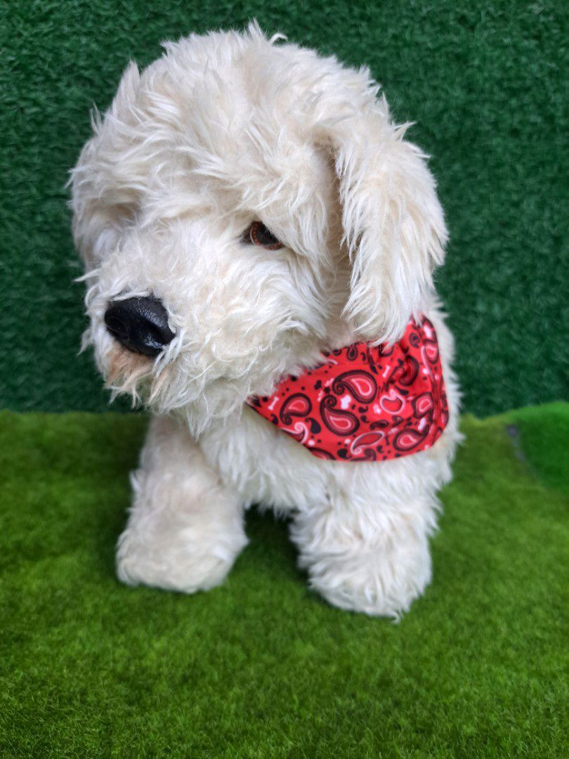 Georgie electronic puppy deals