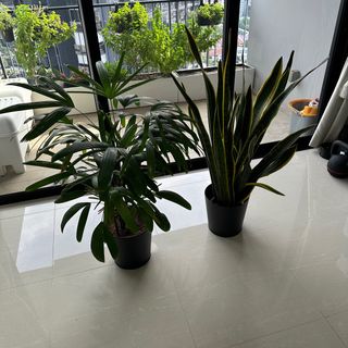 (Category: ) located in . Submitted by mcjns (Listing ID 1316710254, Image 1). Description: .