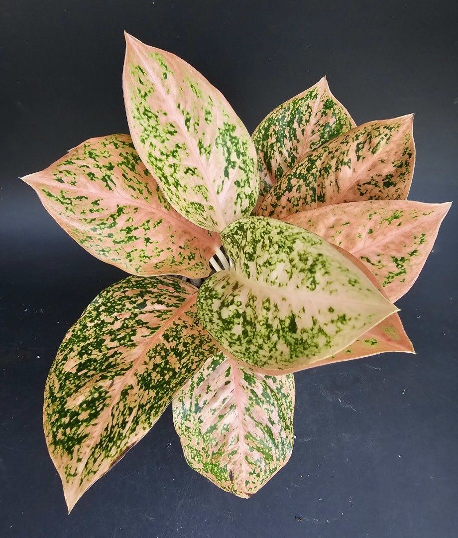 Aglaonema orange stardust, Furniture & Home Living, Gardening, Plants &  Seeds on Carousell