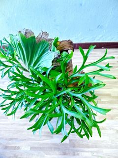 ビカクシダPlatycerium mt.kitshakood thin form