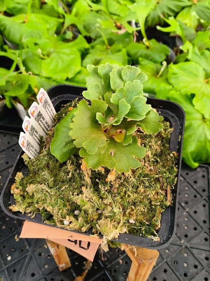 ビカクシダ P.ridleyi dwarf silver 1728 Platycerium Ridleyi Dwarf Silver 'Phosadet' (4