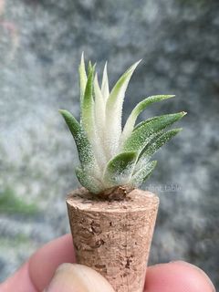 (Category: ) located in . Submitted by my_plant_table (Listing ID 1316932528, Image 1). Description: .