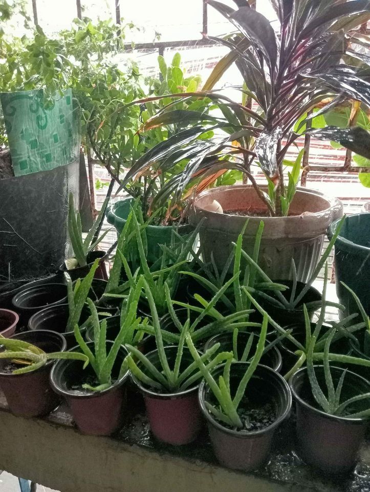 Aloevera plants in pot price 20-300pesos only maraming puno napo puede ...