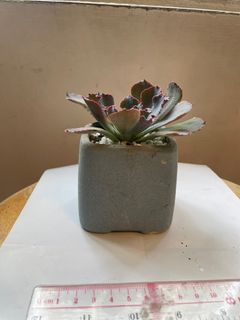 （分類：）位於 。 由 temppigpig 提交（商品編號 1317069089，圖片 1）。簡介： 。