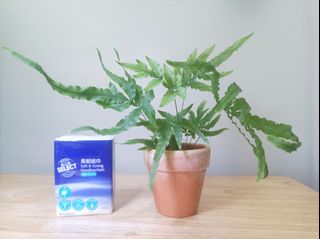 （分類：）位於 。 由 byg2020 提交（商品編號 1312147653，圖片 1）。簡介： 。