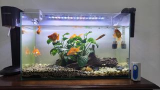 (Category: ) located in . Submitted by yoowara14 (Listing ID 1312138851, Image 1). Description: .