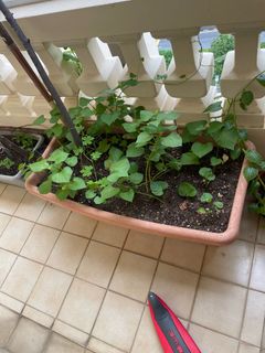 (Category: ) located in . Submitted by clarkie86 (Listing ID 1312144593, Image 1). Description: .