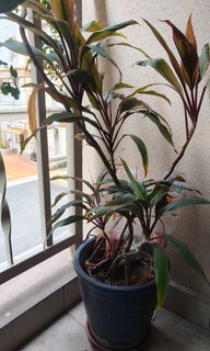 (Category: ) located in . Submitted by yoowara14 (Listing ID 1312139733, Image 1). Description: .