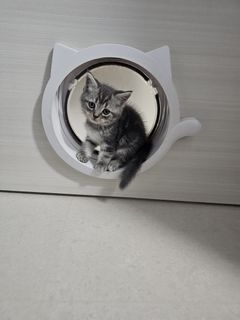 Cat Door Collection item 2