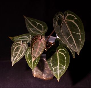 （分類：）位於 。 由 humblenkind 提交（商品編號 1317343407，圖片 1）。簡介： 。