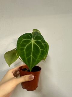 （分類：）位於 。 由 sweet5665 提交（商品編號 1317207035，圖片 1）。簡介： 。