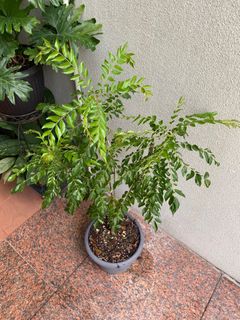 （分類：）位於 。 由 anne2tired 提交（商品編號 1317191822，圖片 1）。簡介： 。