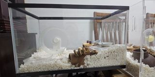 (Category: ) located in . Submitted by beezlouize (Listing ID 1317317590, Image 1). Description: .