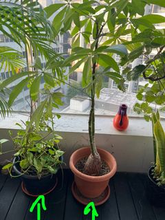 (Category: ) located in . Submitted by anooshas (Listing ID 1317241560, Image 1). Description: .