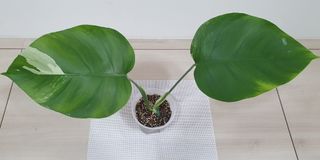 (Category: ) located in . Submitted by philo_foliage (Listing ID 1317187845, Image 1). Description: .