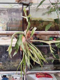 (Category: ) located in . Submitted by jit0025 (Listing ID 1317267276, Image 1). Description: .
