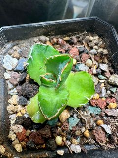 玉石盆栽置物 白玉 墨玉 瑪瑙 綠玉 玉石盆栽置物 白玉 墨玉 瑪瑙 綠玉 老石萬歲石友交流分享