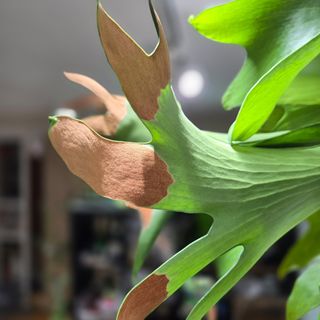 （分類：）位於 。 由 theframeplatycerium 提交（商品編號 1317466398，圖片 1）。簡介： 。