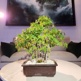 (Category: ) located in . Submitted by bonsai_inc (Listing ID 1317395750, Image 1). Description: .