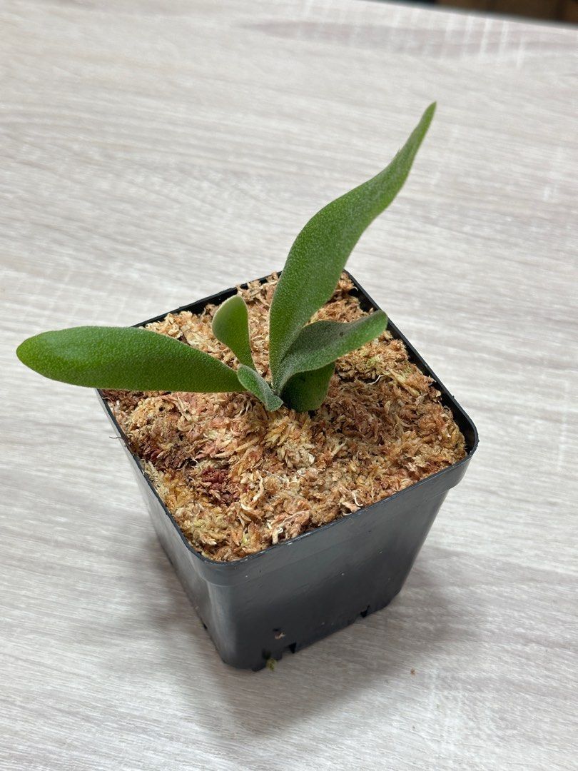 P. willinckii 