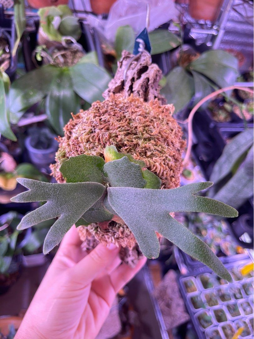 p.willinckii Nano spore（Nano孢子苗）, 傢俬＆家居, 園藝, 植物及