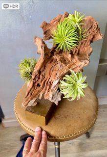 (Category: ) located in . Submitted by green_canopy_ideas (Listing ID 1317440569, Image 1). Description: .