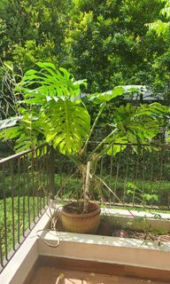 (Category: ) located in . Submitted by sramnara2 (Listing ID 1312297699, Image 1). Description: .