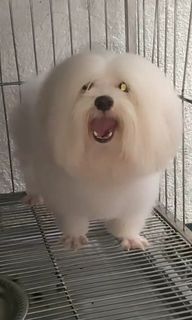 Maltese stud service