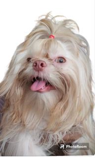 Shih tzu stud service