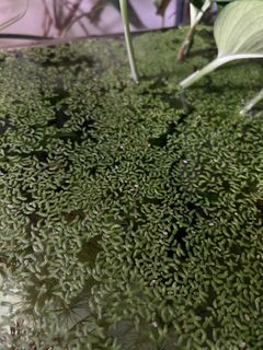 (Category: ) located in . Submitted by plants.n.snails (Listing ID 1312638494, Image 1). Description: .