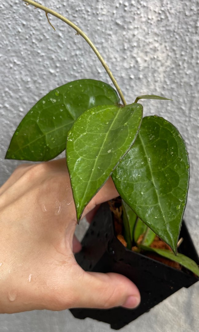 Hoya Verticillata Black Margin, Furniture & Home Living, Gardening, Plants & Seeds on Carousell